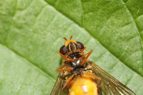Epistrophe melanostoma